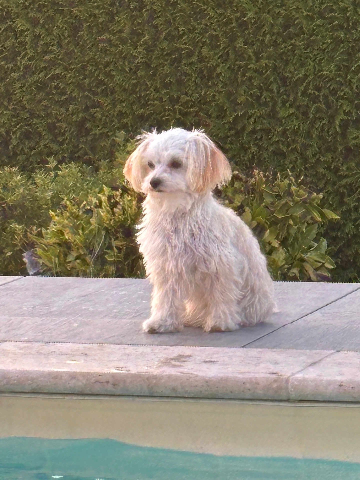 Vic participe au concours pour gagner de l'argent avec cette photo : dog, white_dog, pool, water, outdoor, pet, animal, fur, sitting, sidewalk, greenery, bushes, calm, relaxing, daylight, nature, companion, cute, small_dog, quiet
