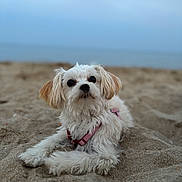 Vic participe au concours pour gagner de l'argent avec cette photo : dog, white_dog, beach, sand, harness, outdoor, pet, animal, cute, fluffy, lying_down, portrait, sea, sky, nature, canine, small_dog, relaxed, daytime, calm