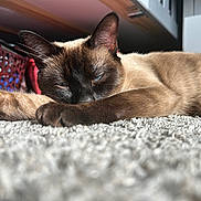 Mellow is registered to the contest to win money with this photo: cat, siamese_cat, indoor, carpet, pet, feline, relaxed, sleepy, fur, whiskers, close_up, animal, mammal, resting, paw, blue_eyes, domestic_animal, cozy, sunlight, home