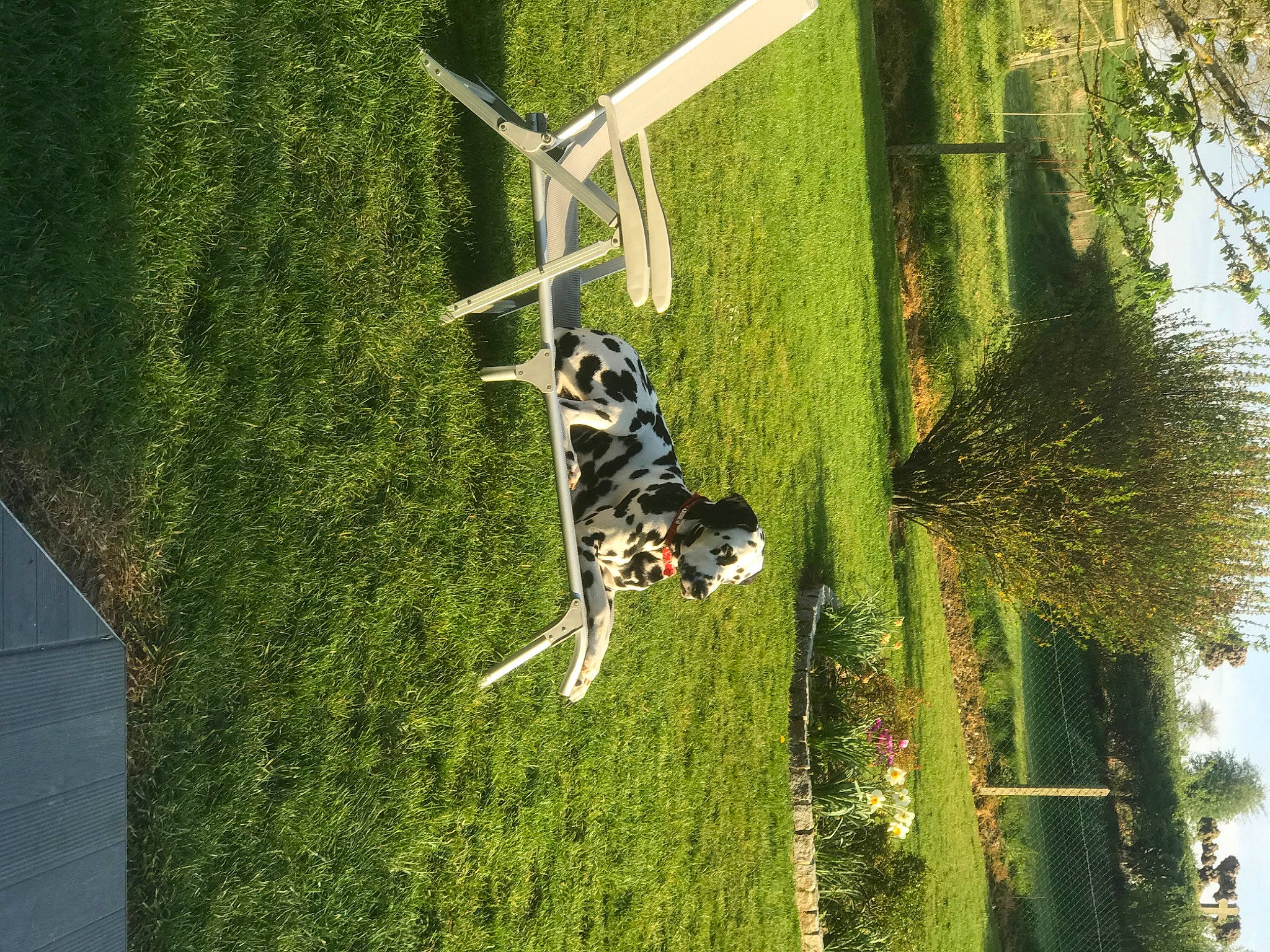 Jazz participe au concours pour gagner de l'argent avec cette photo : grass, grass_family, green, plant, tree