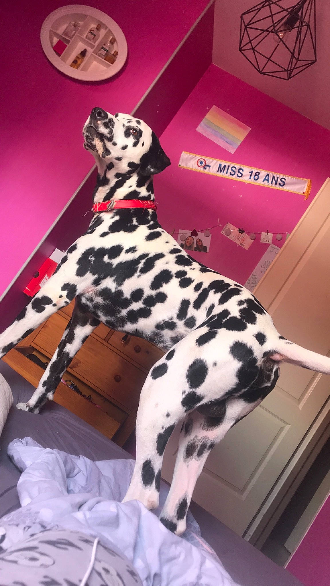 Jazz a rejoint le concours — aidez-le/la à gagner de superbes lots ! canidae, carnivore, dalmatian, dog, dog_breed, fawn, great_dane, non_sporting_group