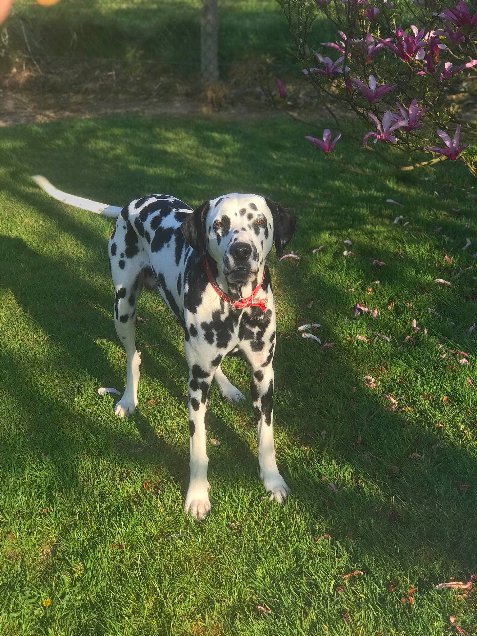 Jazz a rejoint le concours — aidez-le/la à gagner de superbes lots ! canidae, carnivore, dalmatian, dog, dog_breed, fawn, grass, louisiana_catahoula_leopard_dog, mammal, non_sporting_group, sporting_group, vertebrate