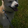Sky a rejoint le concours — aidez-le/la à gagner de superbes lots ! dog, canine, leash, collar, grass, field, outdoor, nature, sunlight, pet, animal, panting, happy, summer, greenery, mammal, walking, daytime, sky, ears