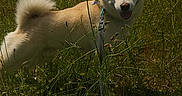 Sky participe au concours pour gagner de l'argent avec cette photo : dog, outdoor, field, grass, leash, sunny, happy, pet, canine, nature, daytime, animal, tail, fur, sky, clouds, walking, greenery, summer, park