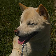 Sky participe au concours pour gagner de l'argent avec cette photo : dog, canine, grass, outdoor, sunlight, leash, nature, happy, pet, animal, field, summer, tongue_out, sitting, daytime, greenery, sky, tree, walk, smiling