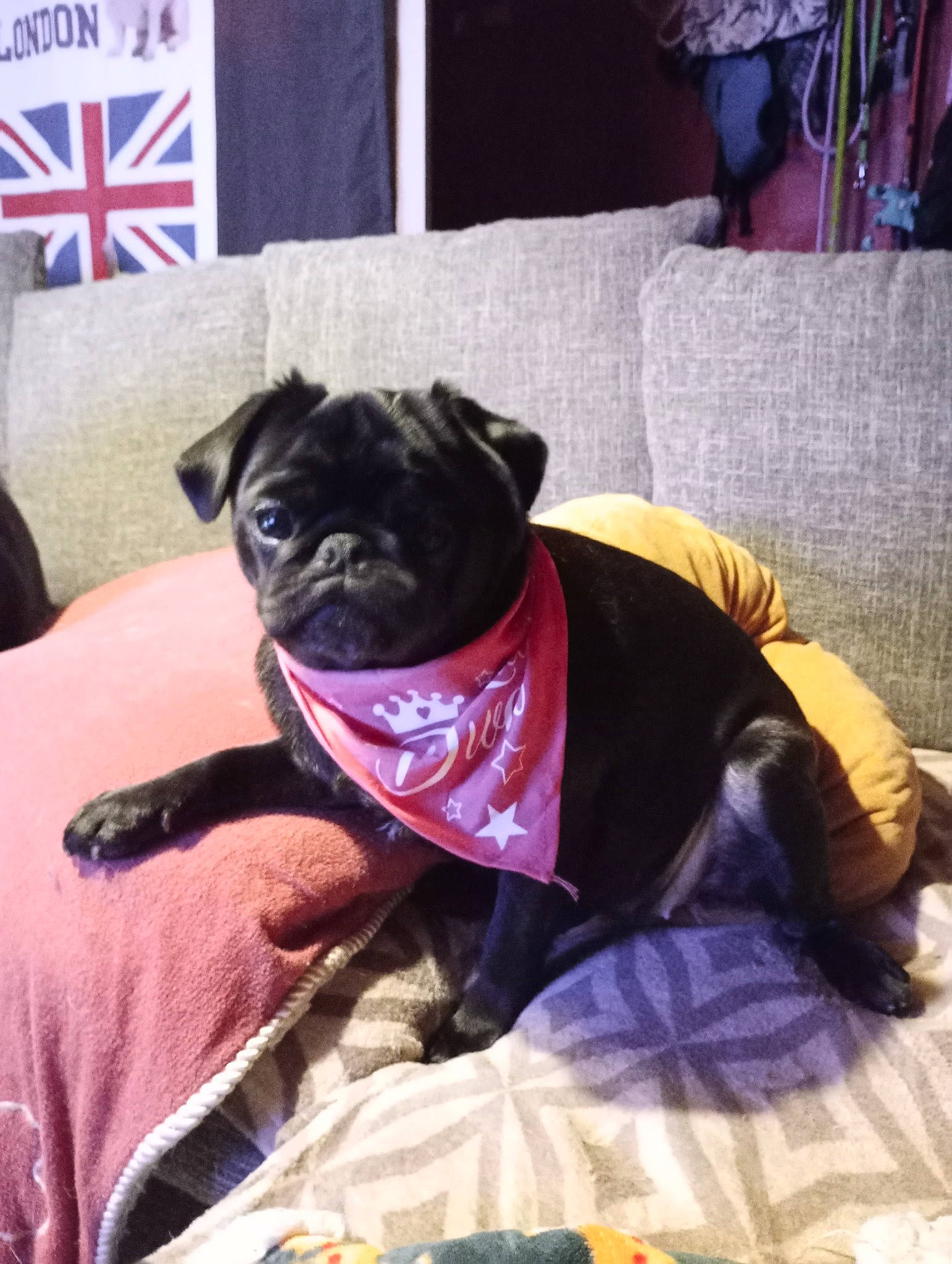 Déméter a rejoint le concours — aidez-le/la à gagner de superbes lots ! carnivore, collar, comfort, companion_dog, couch, dog, dog_breed, dog_clothes, dog_supply, fawn, fur, magenta, pink, pug, purple, snout, sporting_group, toy_dog, working_animal, wrinkle
