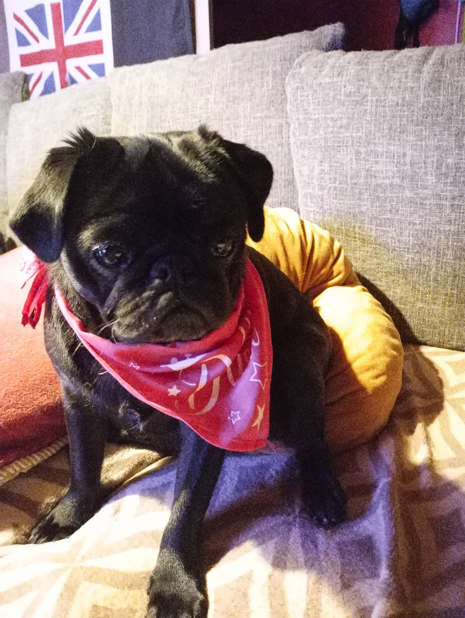 Déméter a rejoint le concours — aidez-le/la à gagner de superbes lots ! boston_terrier, canidae, carnivore, collar, comfort, companion_dog, couch, dog, dog_breed, dog_collar, fawn, molosser, pet_supply, pug, snout, sporting_group, toy_dog, whiskers, working_animal, wrinkle