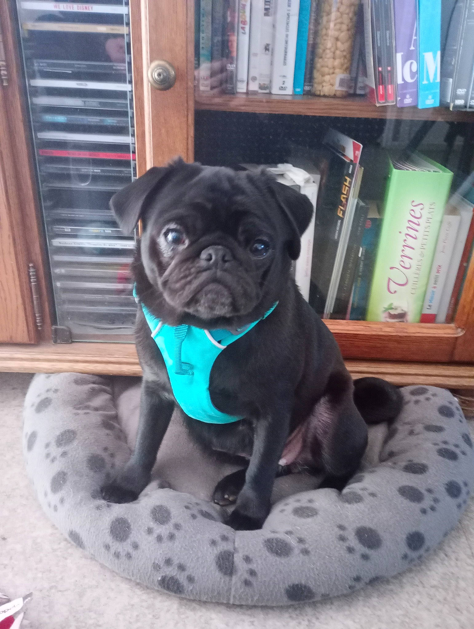 Déméter participe au concours pour gagner de l'argent avec cette photo : book, bookcase, carnivore, companion_dog, dog, dog_breed, fawn, hardwood, molosser, publication, pug, shelf, shelving, snout, sporting_group, tail, toy_dog, whiskers, working_animal, wrinkle