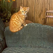 Pumpkin is registered to the contest to win money with this photo: kitten, cat, orange_tabby, couch, furniture, wood_paneling, chair, flowers, sunflowers, indoor, pet, cute, curious, small_animal, patterned_fabric, plant, greenery, wooden_chair, domestic_cat, cozy