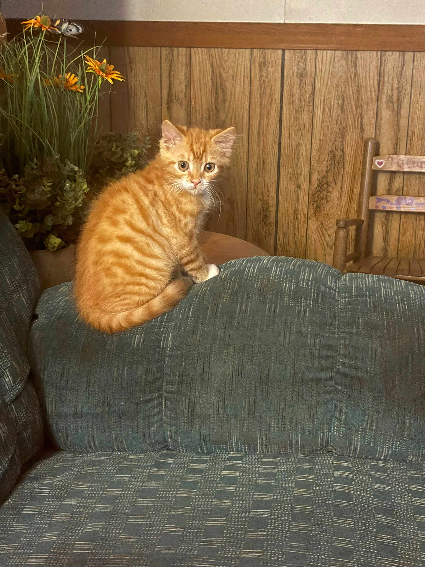 Pumpkin is registered to the contest to win money with this photo: kitten, cat, orange_tabby, couch, furniture, wood_paneling, chair, flowers, sunflowers, indoor, pet, cute, curious, small_animal, patterned_fabric, plant, greenery, wooden_chair, domestic_cat, cozy