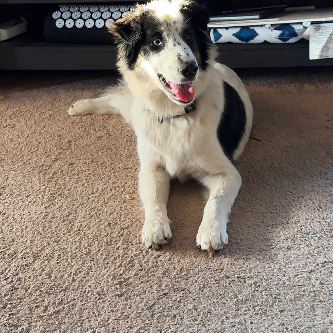 Patches is registered to the contest to win money with this photo: animal, autumn, black_and_white, blue_eyes, carpet, collar, cozy, decoration, dog, fur, happy, home, indoor, laying_down, pet, pumpkin, shelf, sign, smiling, tongue_out