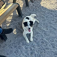 Patches joined the competition — help win amazing prizes! dog, black_and_white, heterochromia, gravel, bench, person, jeans, shoe, harness, shadow, outdoor, sunlight, pet, resting, happy, tongue_out, animal, paw, fur, leisure