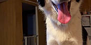 Patches joined the competition — help win amazing prizes! dog, black_and_white, tongue_out, indoor, bed, happy, pet, canine, fur, animal, playful, smiling, domestic, four_legs, close_up, cute, friendly, house, wood_paneling, cozy
