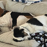 Patches is registered to the contest to win money with this photo: animal, black_and_white, blanket, brown, companion, couch, cozy, dog, domestic, fur, home, indoor, laying_down, nap, pet, pillow, relaxation, resting, sleeping, white