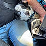 dog, heterochromia, blue_eye, brown_eye, harness, person, arm, jeans, black_shirt, car_interior, seatbelt, sunlight, closeup, pet, cute, animal, companion, indoor, resting, casual