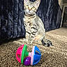 cat, kitten, tabby, toy, carpet, indoor, pet, animal, fur, whiskers, ears, eyes, playful, curious, floor, home, blanket, couch, texture, colorful
