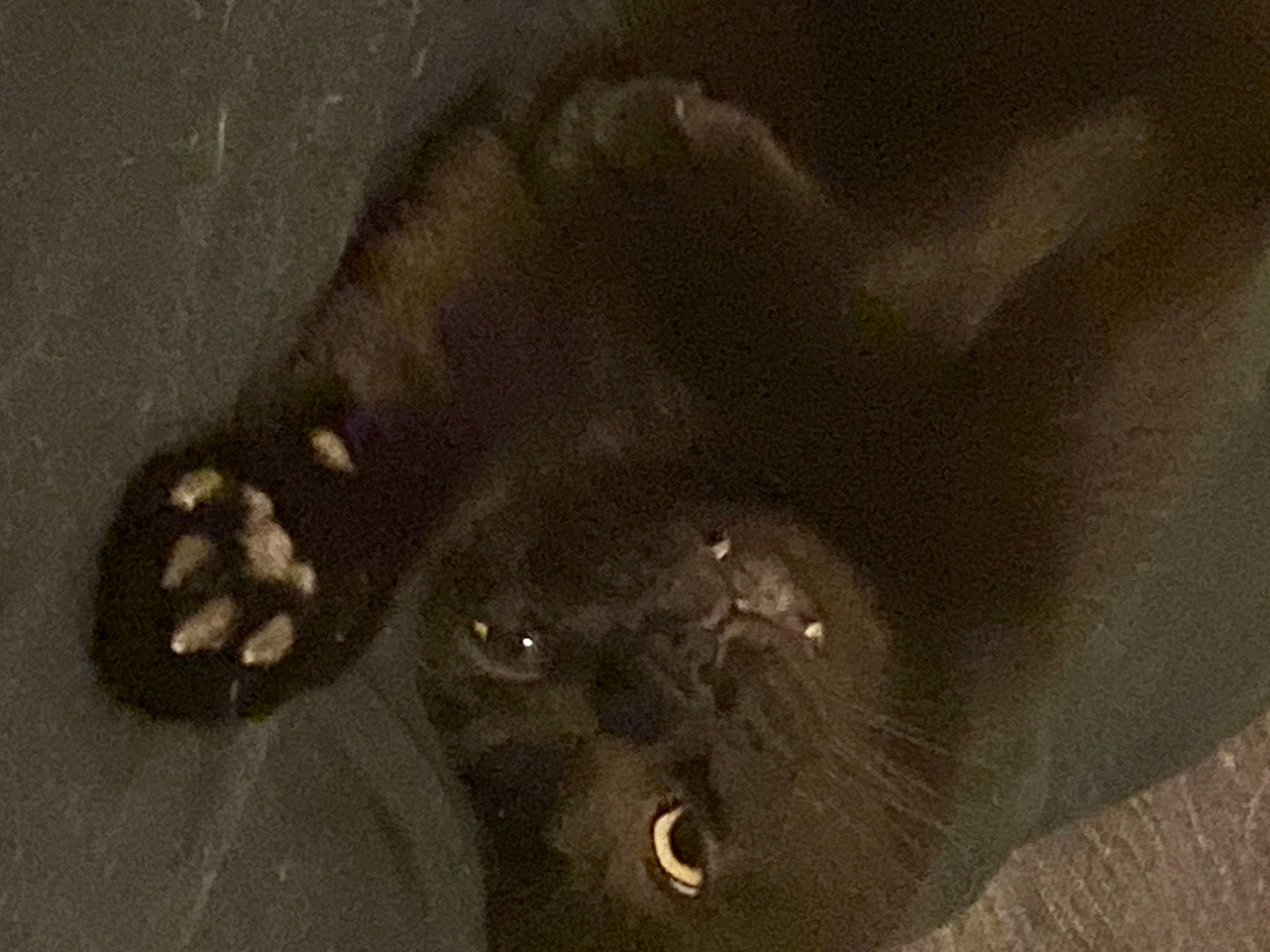 Prince a rejoint le concours — aidez-le/la à gagner de superbes lots ! bat, circle, greater_scaup, liver, macro_photography, parasite, snout, terrestrial_animal, wildlife, working_animal