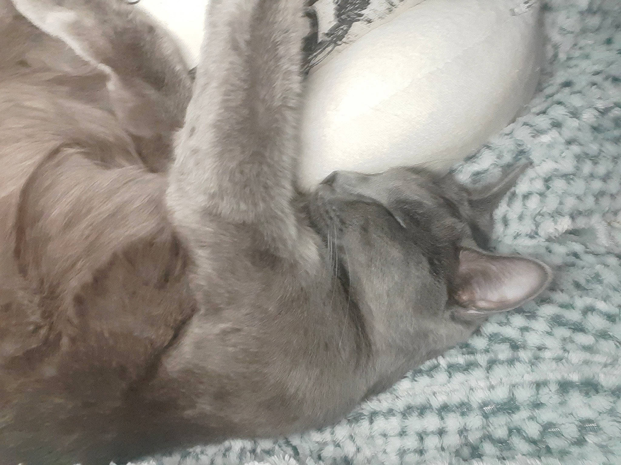 Bonny a rejoint le concours — aidez-le/la à gagner de superbes lots ! carnivore, cat, claw, comfort, dog_breed, domestic_short_haired_cat, ear, fawn, felidae, fur, gesture, grey, human_leg, nap, paw, small_to_medium_sized_cats, snout, sporting_group, tail, whiskers