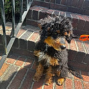 Mylo is registered to the contest to win money with this photo: puppy, dog, curly_fur, black_fur, brown_fur, white_fur, brick_steps, leash, orange_leash, outdoor, sunlight, pet, sitting, side_view, curious, young_dog, stairs, shadows, metal_rail, close_up