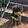 puppy, dog, curly_fur, black_fur, brown_fur, white_fur, brick_steps, leash, orange_leash, outdoor, sunlight, pet, sitting, side_view, curious, young_dog, stairs, shadows, metal_rail, close_up