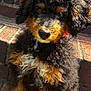 Mylo is registered to the contest to win money with this photo: puppy, dog, curly_fur, black_fur, brown_fur, white_fur, pet, sitting, outdoor, brick, steps, sunlight, cute, animal, fluffy, young_dog, portrait, close_up, canine, adorable