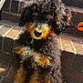 Mylo joined the competition — help win amazing prizes! dog, puppy, curly_fur, black_fur, brown_fur, orange_leash, brick_steps, outdoor, pet, sitting, sunlight, cute, canine, animal, young_dog, fur_texture, close_up, portrait, daylight, stairs