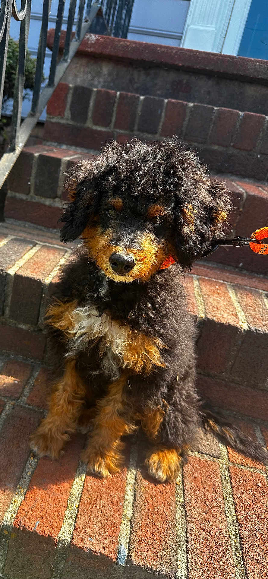 Mylo joined the competition — help win amazing prizes! dog, puppy, curly_fur, black_fur, brown_fur, orange_leash, brick_steps, outdoor, pet, sitting, sunlight, cute, canine, animal, young_dog, fur_texture, close_up, portrait, daylight, stairs