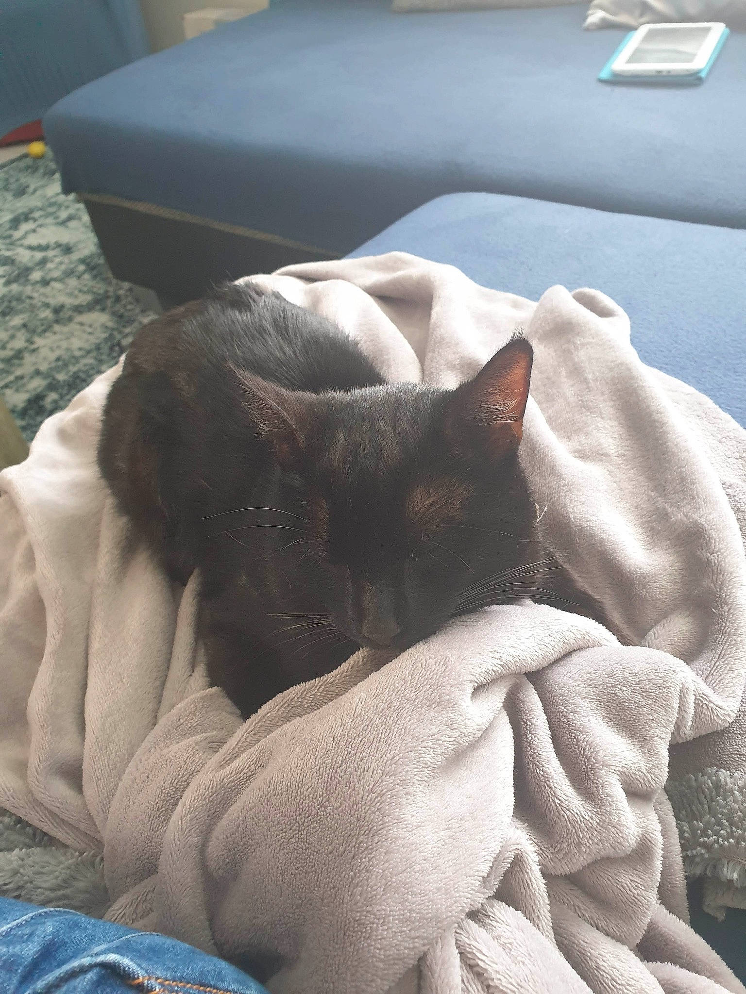 Patchi participe au concours pour gagner de l'argent avec cette photo : bedding, carnivore, cat, comfort, companion_dog, couch, domestic_short_haired_cat, fawn, felidae, fur, furniture, grey, human_leg, linens, nap, small_to_medium_sized_cats, snout, tail, textile, whiskers