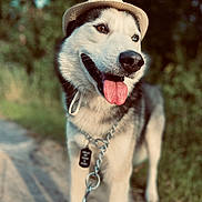 Husky joined the competition — help win amazing prizes! dog, husky, hat, tongue_out, chain_leash, outdoor, nature, grass, sunlight, pet, animal, happy, portrait, walking, canine, summer, cute, friendly, leash, closeup