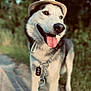 dog, husky, hat, tongue_out, chain_leash, outdoor, nature, grass, sunlight, pet, animal, happy, portrait, walking, canine, summer, cute, friendly, leash, closeup
