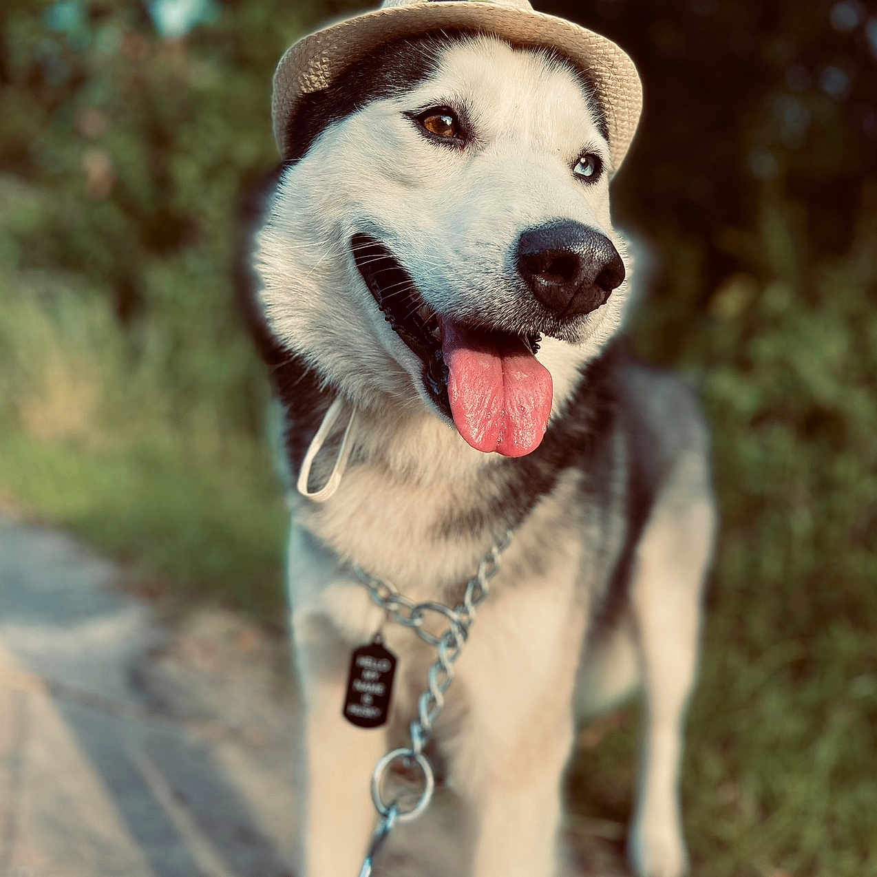 Husky joined the competition — help win amazing prizes! animal, canine, chain_leash, closeup, cute, dog, friendly, grass, happy, hat, husky, leash, nature, outdoor, pet, portrait, summer, sunlight, tongue_out, walking
