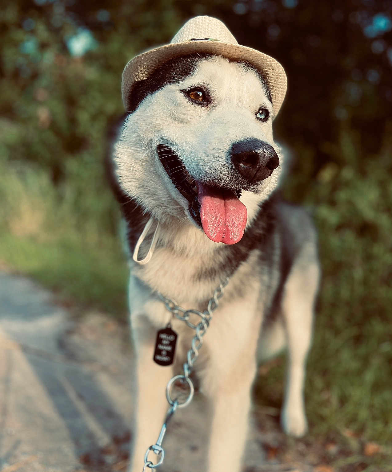 Husky joined the competition — help win amazing prizes! dog, husky, hat, tongue_out, chain_leash, outdoor, nature, grass, sunlight, pet, animal, happy, portrait, walking, canine, summer, cute, friendly, leash, closeup