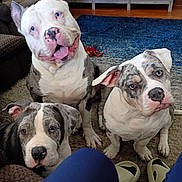 Munchkin'S joined the competition — help win amazing prizes! attention, blue_eyes, canine, carpet, couch, cute, dog, dumbbell, floor, friendly, gray_dog, human_legs, indoor, living_room, pet, rug, shelf, slippers, three_pets, white_dog