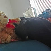 Indica is registered to the contest to win money with this photo: dog, black_dog, teddy_bear, stuffed_animal, bed, blanket, fan, window_blinds, clothes, wooden_furniture, resting, indoor, soft_toy, sleepy, cozy, side_view, animal, napping, home, relaxation