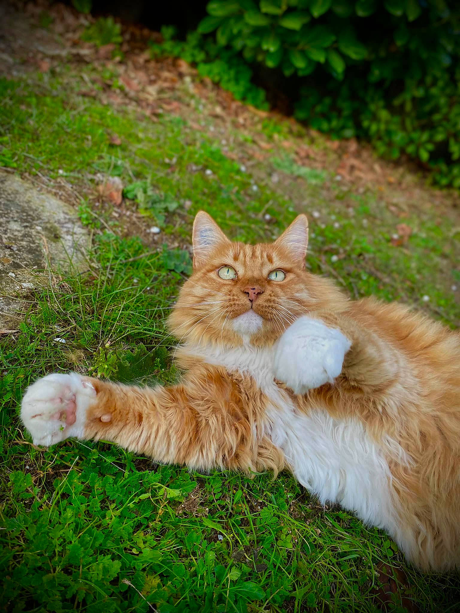 Selenia participe au concours pour gagner de l'argent avec cette photo : carnivore, cat, domestic_short_haired_cat, fawn, felidae, fur, grass, grassland, maine_coon, plant, sitting, small_to_medium_sized_cats, snout, soil, tail, terrestrial_animal, tree, whiskers, wildlife, wood