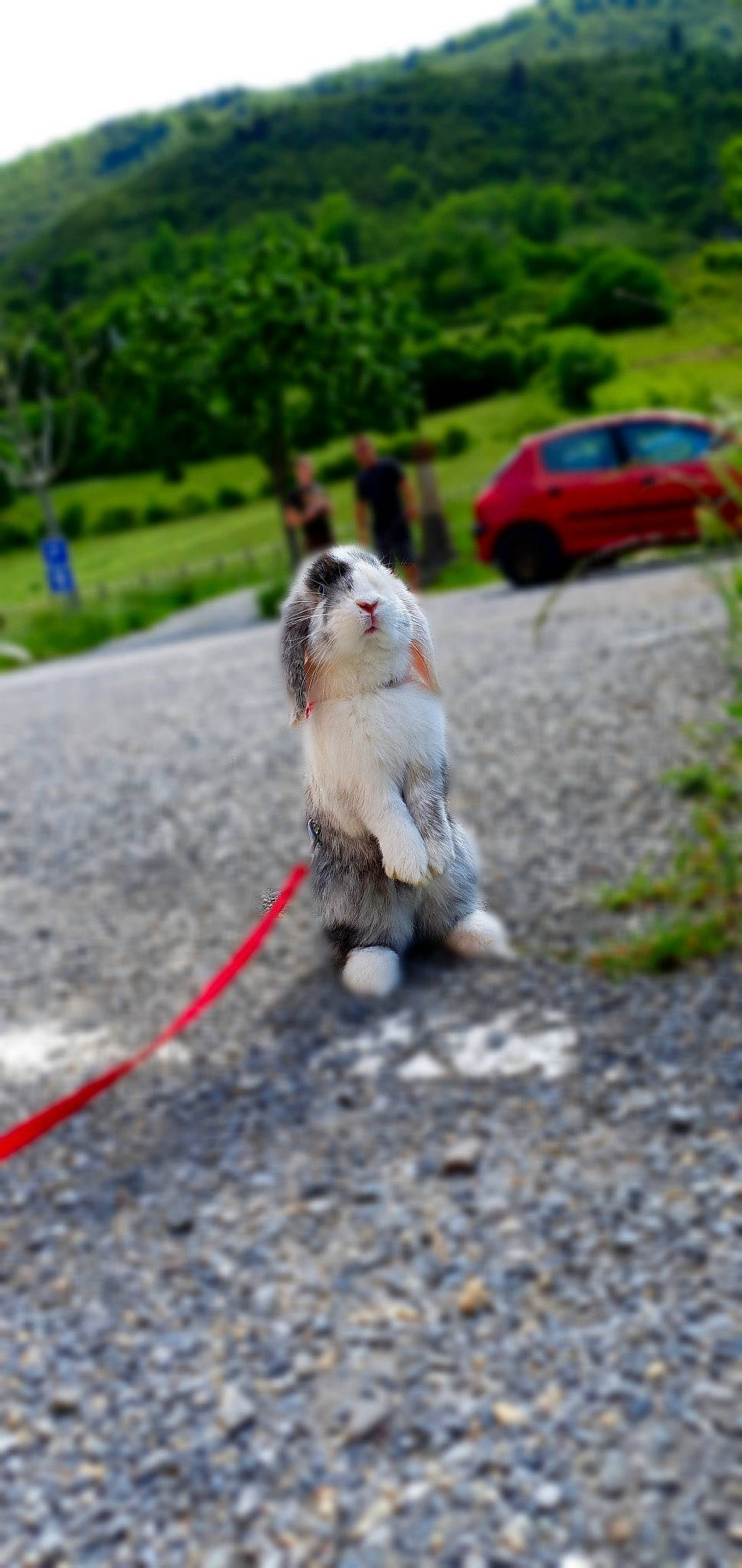 Kinaï participe au concours pour gagner de l'argent avec cette photo : asphalt, canidae, carnivore, dog, dog_breed, leash, tail