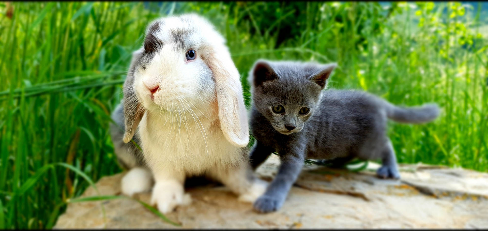 Kinaï a rejoint le concours — aidez-le/la à gagner de superbes lots ! british_shorthair, carnivore, cat, claw, domestic_short_haired_cat, european_shorthair, felidae, gerbil, grass, hamster, kitten, mammal, nebelung, polydactyl_cat, russian_blue, scottish_fold, small_to_medium_sized_cats, snout, vertebrate, whiskers