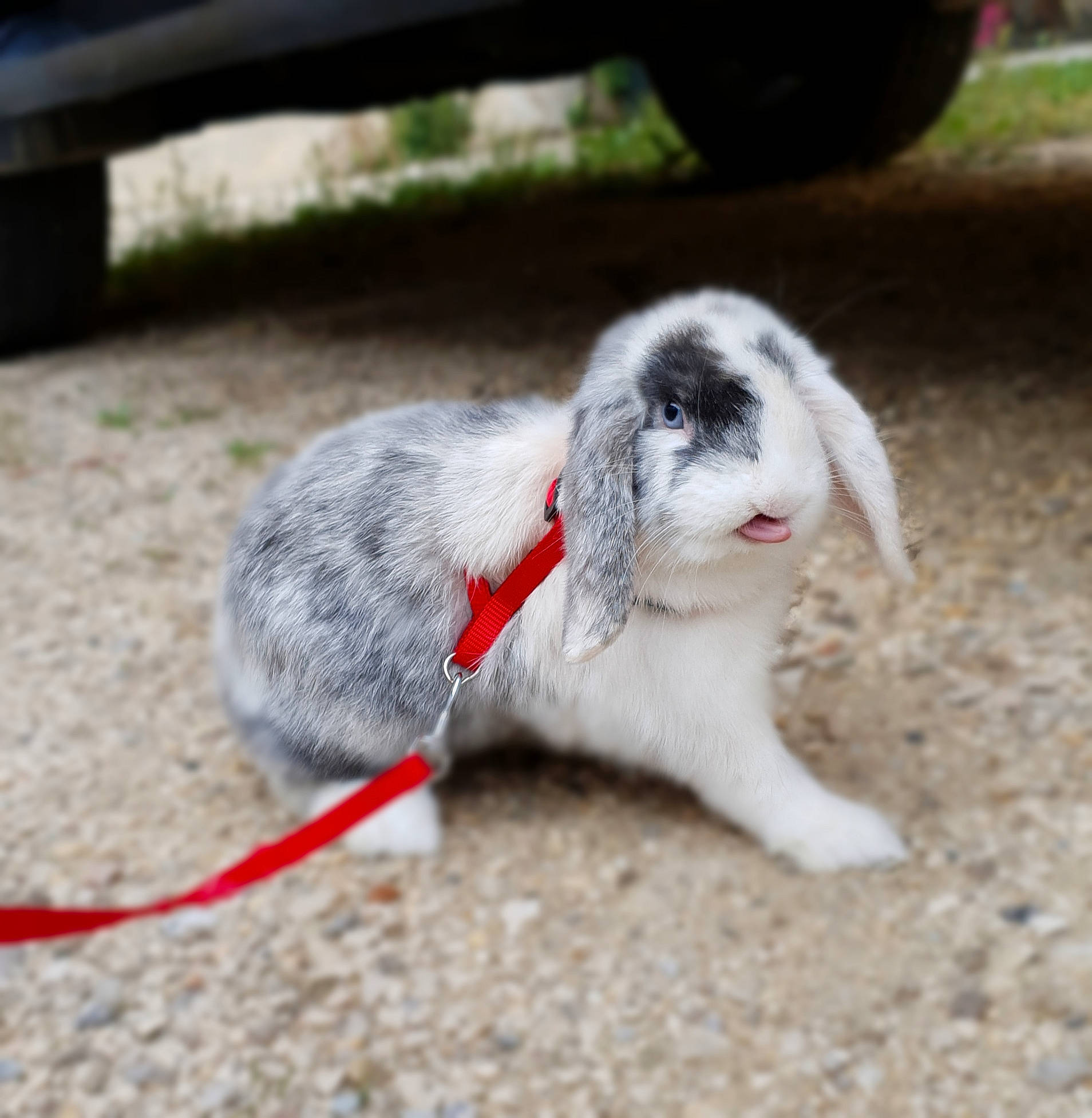Kinaï participe au concours pour gagner de l'argent avec cette photo : domestic_rabbit, ear, hare, mammal, rabbit, rabbits_and_hares, snout, whiskers, wildlife