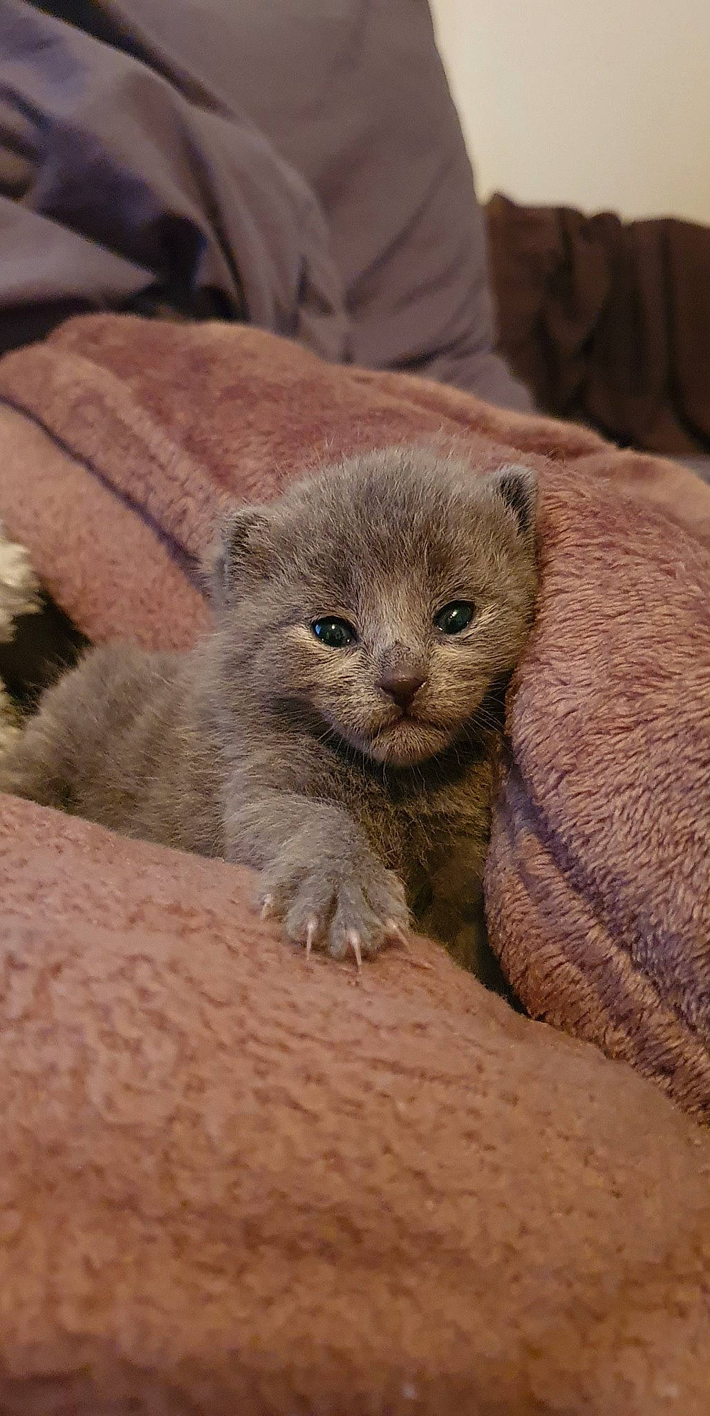 Snow a rejoint le concours — aidez-le/la à gagner de superbes lots ! asian, british_shorthair, burmese, carnivore, cat, chartreux, claw, domestic_short_haired_cat, fawn, felidae, kitten, mammal, nebelung, russian_blue, scottish_fold, small_to_medium_sized_cats, vertebrate, whiskers