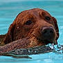 dog, brown_dog, swimming, water, pool, stick, mouth, wet, animal, pet, outdoor, closeup, water_droplets, focused, canine, playful, nature, summer, fun, retriever