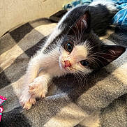 Fin is registered to the contest to win money with this photo: kitten, cat, black_and_white, pet, animal, close_up, portrait, lying_down, blanket, furry, whiskers, ears, green_eyes, pink_nose, indoors, cozy, cute, relaxed, bed, photography