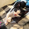 kitten, cat, black_and_white, pet, animal, close_up, portrait, lying_down, blanket, furry, whiskers, ears, green_eyes, pink_nose, indoors, cozy, cute, relaxed, bed, photography