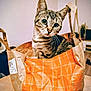 Perle a rejoint le concours — aidez-le/la à gagner de superbes lots ! cat, tabby, paper_bag, indoor, curious, feline, pet, whiskers, ears, table, crumpled, orange, brown, striped, domestic_animal, face, closeup, cute, animal, household