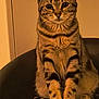 Perle participe au concours pour gagner de l'argent avec cette photo : cat, tabby, animal, pet, feline, sitting, chair, indoor, closeup, whiskers, ears, paws, fur, looking, portrait, cute, domestic, eyes, mammal, cozy