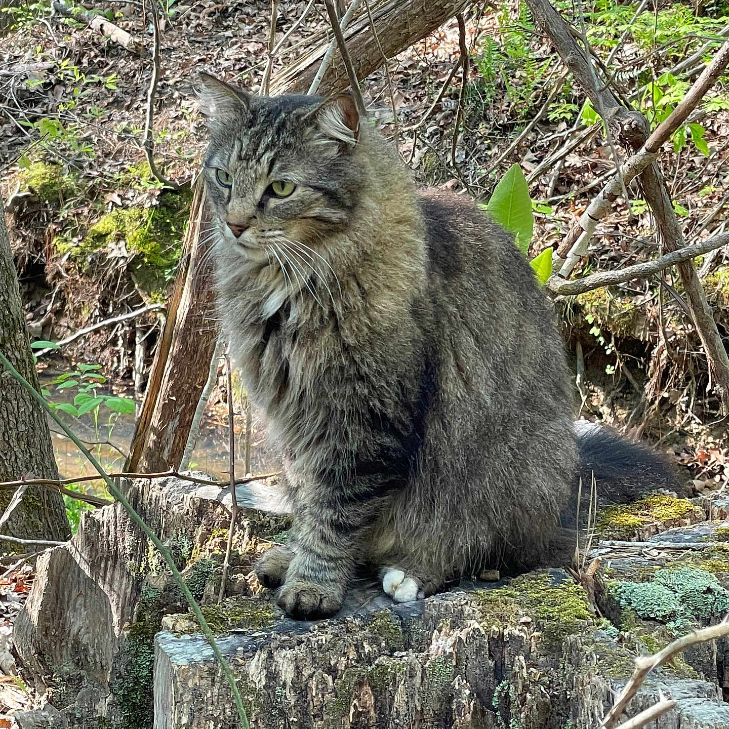 Bigfoot