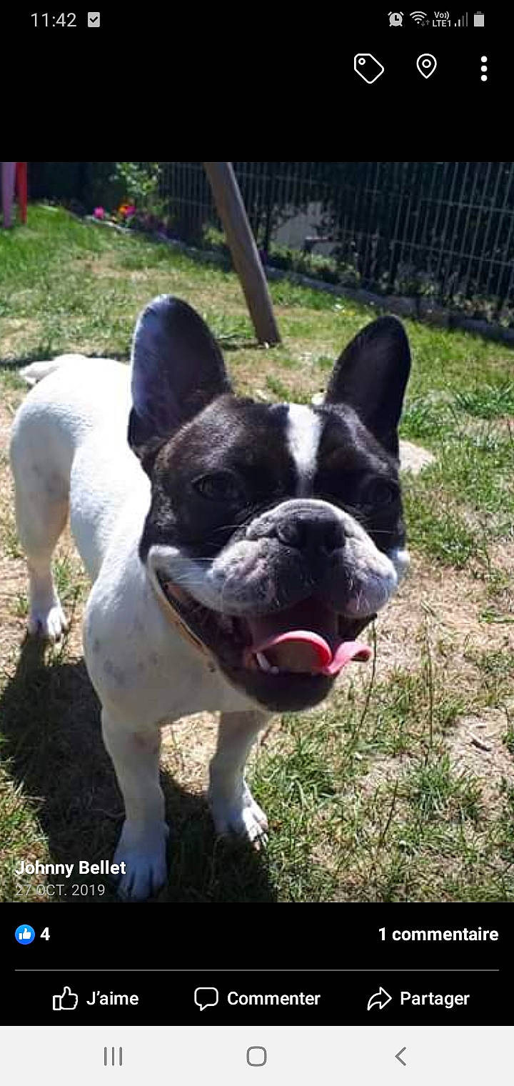 Nina participe au concours pour gagner de l'argent avec cette photo : american_bulldog, american_staffordshire_terrier, boston_terrier, bull_and_terrier, bulldog, canidae, carnivore, companion_dog, dog, dog_breed, fawn, french_bulldog, mammal, non_sporting_group, rare_breed_dog, snout, sporting_group, toy_bulldog, valley_bulldog, vertebrate