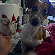 Nala participe au concours pour gagner de l'argent avec cette photo : dog, mug, puppies, holiday, stockings, christmas, indoor, furniture, blanket, television, hand, curious, closeup, canine, decorations, cozy, pet, brown_and_white, tilted_head, living_room