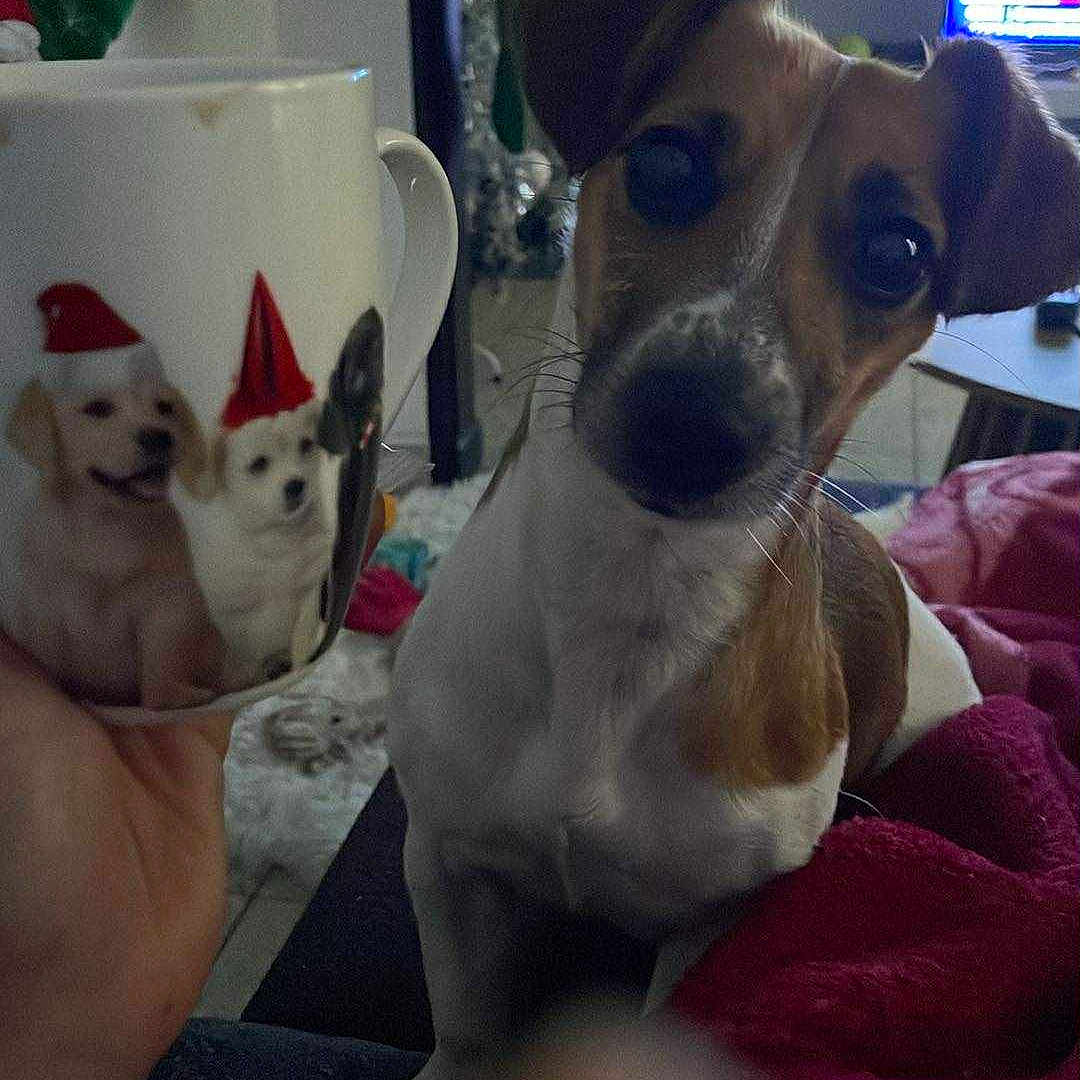 Nala