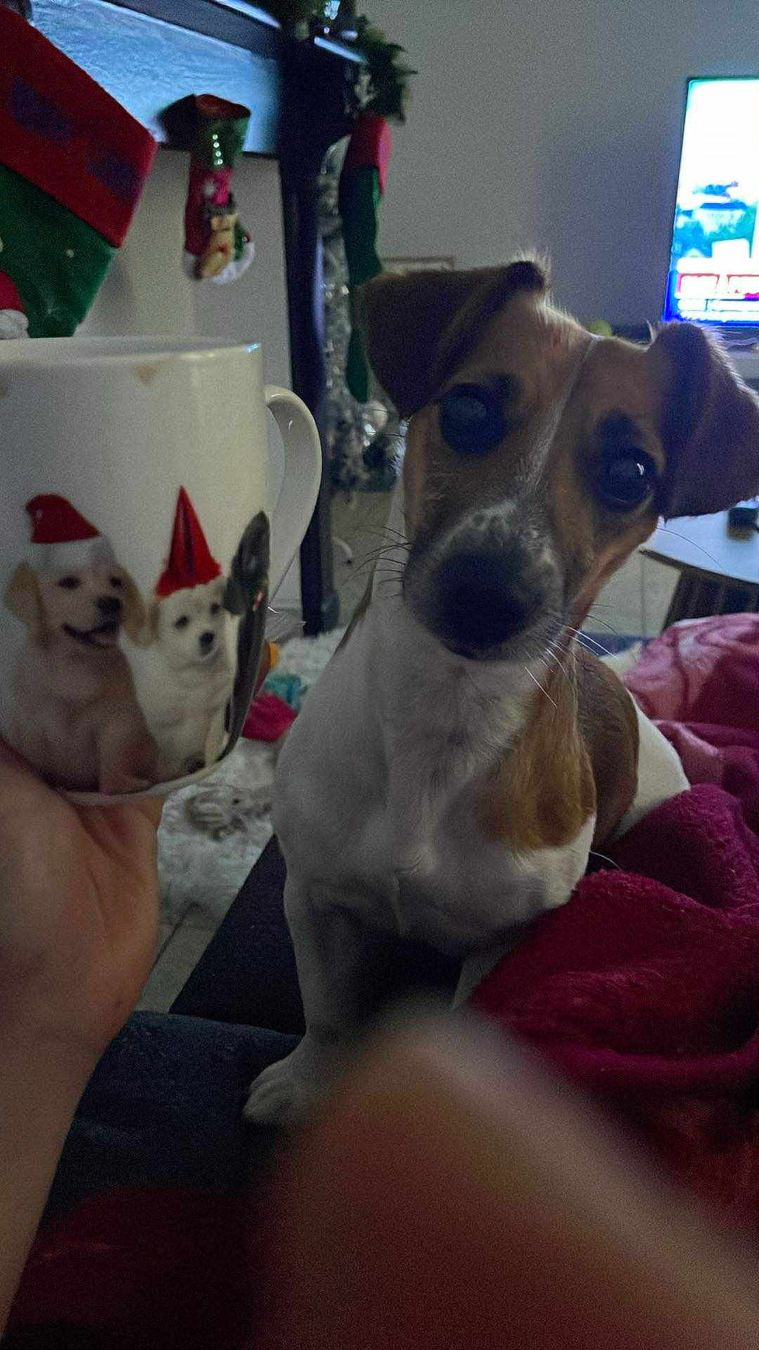 Nala participe au concours pour gagner de l'argent avec cette photo : dog, mug, puppies, holiday, stockings, christmas, indoor, furniture, blanket, television, hand, curious, closeup, canine, decorations, cozy, pet, brown_and_white, tilted_head, living_room