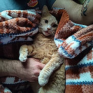 Adam joined the competition — help win amazing prizes! cat, orange_cat, person, beard, tattoo_on_arm, blanket, cozy, paw, whiskers, hand, fur, indoor, portrait, snuggling, shirt, logo_on_shirt, couch, close_up, pet, relaxed